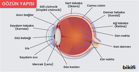 göz duyu organları